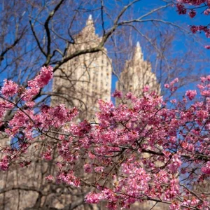 Okame Cherry Tree – Live Pink Flowering Plant – 6-12