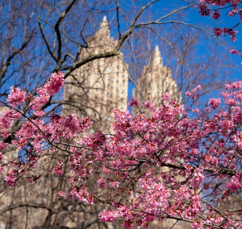 Okame Cherry Tree – Live Pink Flowering Plant – 6-12" Tall – Deciduous Ornamental Tree - Image 2