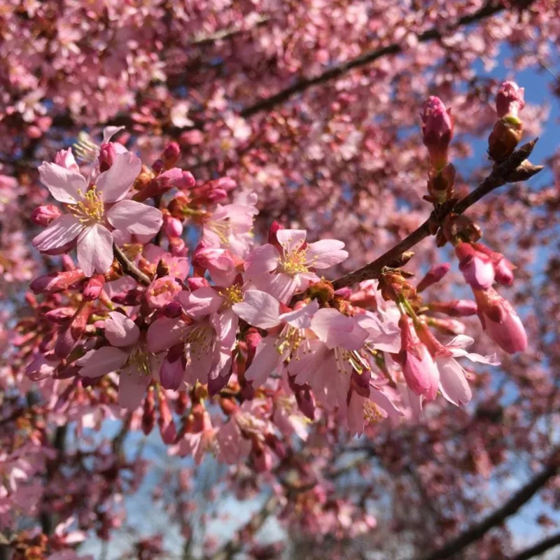 Okame Cherry Tree – Live Pink Flowering Plant – 6-12" Tall – Deciduous Ornamental Tree - Image 3
