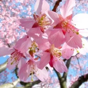 Okame Cherry Tree – Live Pink Flowering Plant – 6-12