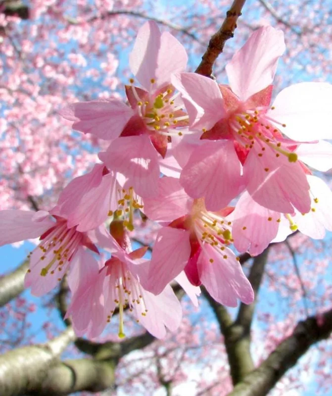 Okame Cherry Tree – Live Pink Flowering Plant – 6-12" Tall – Deciduous Ornamental Tree - Image 4