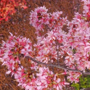 Okame Cherry Tree – Live Pink Flowering Plant – 6-12