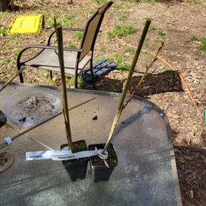 Okame Cherry Tree – Live Pink Flowering Plant – 6-12