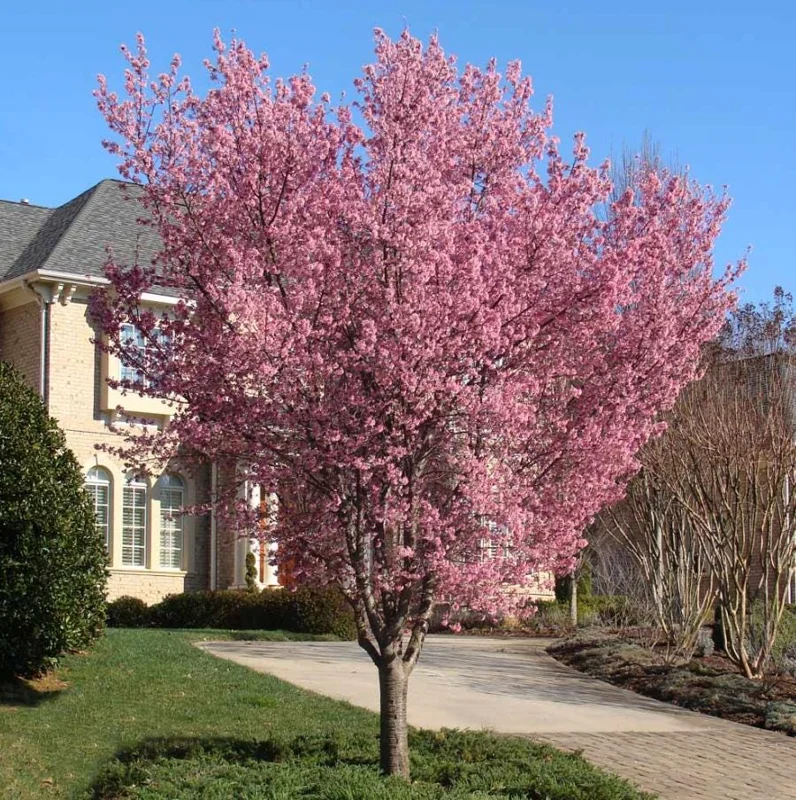 Okame Cherry Tree – Live Pink Flowering Plant – 6-12" Tall – Deciduous Ornamental Tree - Image 7