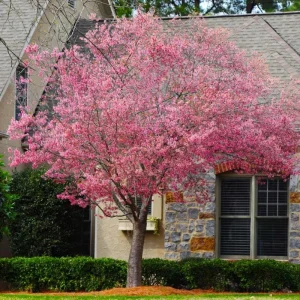 Okame Cherry Tree – Live Pink Flowering Plant – 6-12