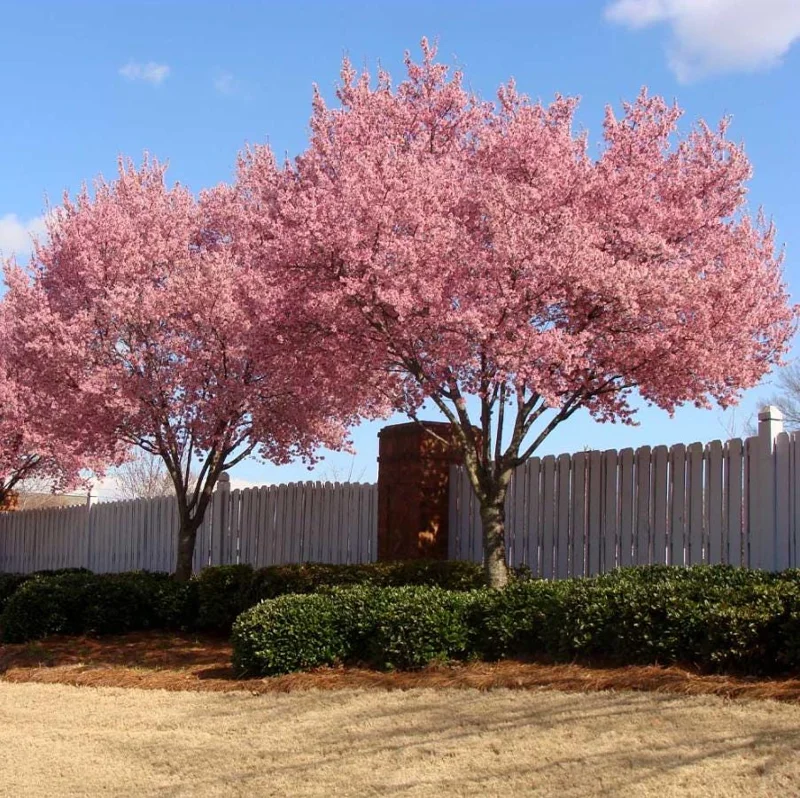 Okame Cherry Tree – Live Pink Flowering Plant – 6-12" Tall – Deciduous Ornamental Tree - Image 9