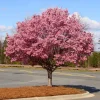 Okame Cherry Tree – Live Pink Flowering Plant – 6-12" Tall – Deciduous Ornamental Tree - Image 1