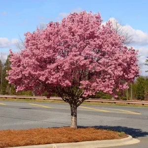 Okame Cherry Tree – Live Pink Flowering Plant – 6-12