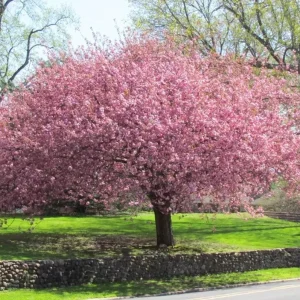 Okame Cherry Tree Live Plant – Quart Pot – Early Blooming Ornamental Tree – Outdoor - Image 10