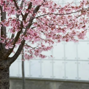 Okame Cherry Tree Live Plant – Quart Pot – Early Blooming Ornamental Tree – Outdoor - Image 2