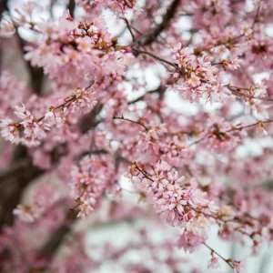 Okame Cherry Tree Live Plant – Quart Pot – Early Blooming Ornamental Tree – Outdoor - Image 3