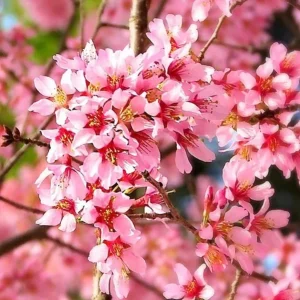 Okame Cherry Tree Live Plant – Quart Pot – Early Blooming Ornamental Tree – Outdoor - Image 4