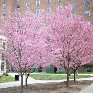 Okame Cherry Tree Live Plant – Quart Pot – Early Blooming Ornamental Tree – Outdoor - Image 5