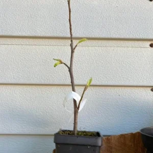 Okame Cherry Tree Live Plant – Quart Pot – Early Blooming Ornamental Tree – Outdoor - Image 6