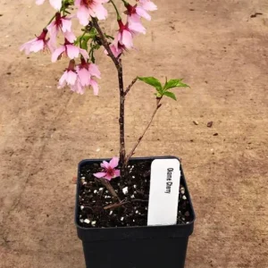 Okame Cherry Tree Live Plant – Quart Pot – Early Blooming Ornamental Tree – Outdoor - Image 7