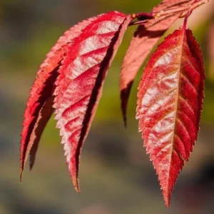 Okame Cherry Tree Live Plant – Quart Pot – Early Blooming Ornamental Tree – Outdoor - Image 8