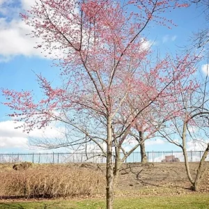 Okame Cherry Tree Live Plant – Quart Pot – Early Blooming Ornamental Tree – Outdoor - Image 9