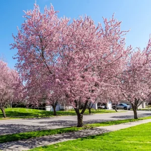 Okame Cherry Tree Live Plant – Quart Pot – Early Blooming Ornamental Tree – Outdoor - Image 1
