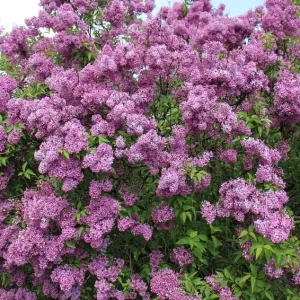 Old Fashion Lilac Bush Live Plant – Fragrant Potted Shrub – 9-14 Inches Tall - Image 1