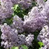 Old Fashion Purple Lilac Bush - Live Bare Root Plant 16-24 Inches Tall - Outdoor Shrub - Image 1