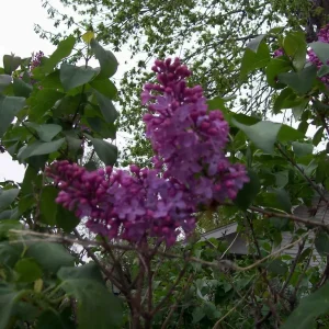Old Fashion Purple Lilac Bush - Live Bare Root Plant, 16-24 Inches, Set of 2, Outdoor - Image 3