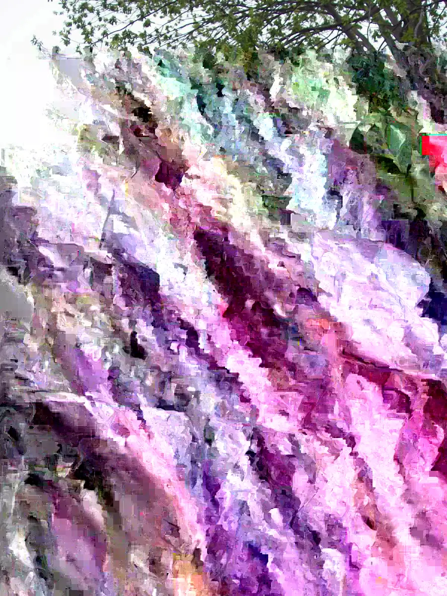 Old Fashion Purple Lilac Bush - Live Bare Root Plant 16-24 Inches Tall - Outdoor Shrub - Image 3