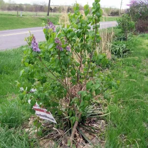 Old Fashion Purple Lilac Bush - Live Bare Root Plant, 16-24 Inches, Set of 2, Outdoor - Image 7