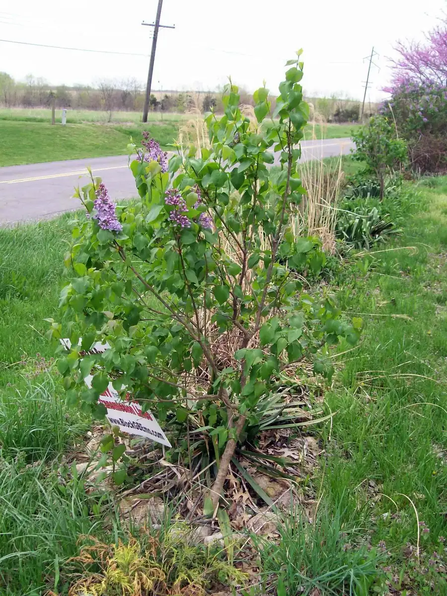 Old Fashion Purple Lilac Bush - Live Bare Root Plant 16-24 Inches Tall - Outdoor Shrub - Image 7