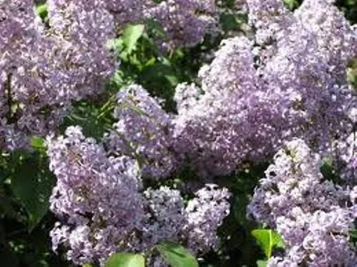 Old Fashion Purple Lilac Bush - Live Bare Root Plant 16-24 Inches Tall - Outdoor Shrub - Image 1