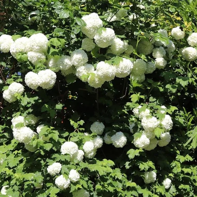 Old Fashion Snowball Viburnum Live Plant – White Blooms – 4 inch Pot – 6-12 inches Tall – Deciduous Shrub - Image 2