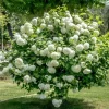 Old Fashion Snowball Viburnum Live Plant – White Blooms – 4 inch Pot – 6-12 inches Tall – Deciduous Shrub - Image 1
