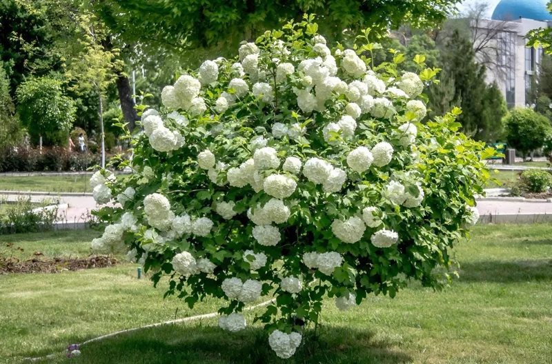Old Fashion Snowball Viburnum Live Plant – White Blooms – 4 inch Pot – 6-12 inches Tall – Deciduous Shrub - Image 1