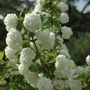 Old Fashion Snowball Viburnum Live Plant – White Blooms – 4 inch Pot – 6-12 inches Tall – Deciduous Shrub - Image 3