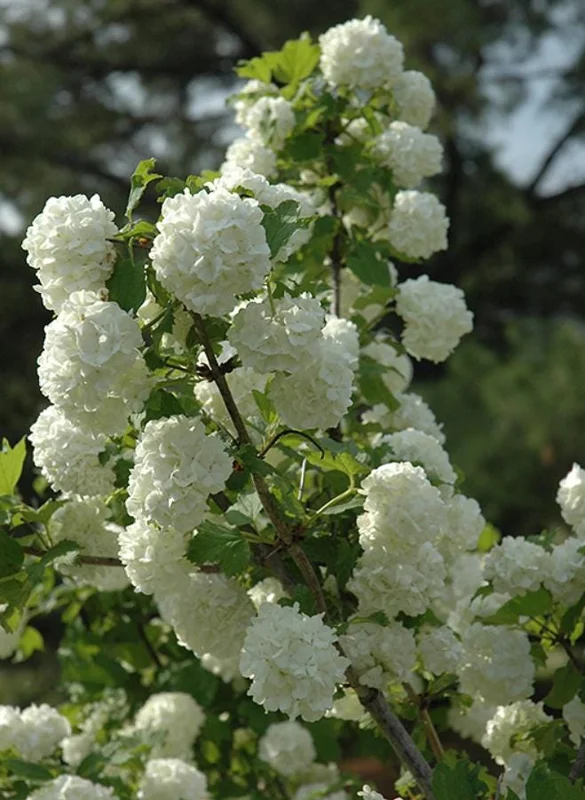 Old Fashion Snowball Viburnum Live Plant – White Blooms – 4 inch Pot – 6-12 inches Tall – Deciduous Shrub - Image 3