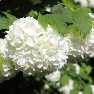 Old Fashion Snowball Viburnum Live Plant – White Blooms – 4 inch Pot – 6-12 inches Tall – Deciduous Shrub - Image 4