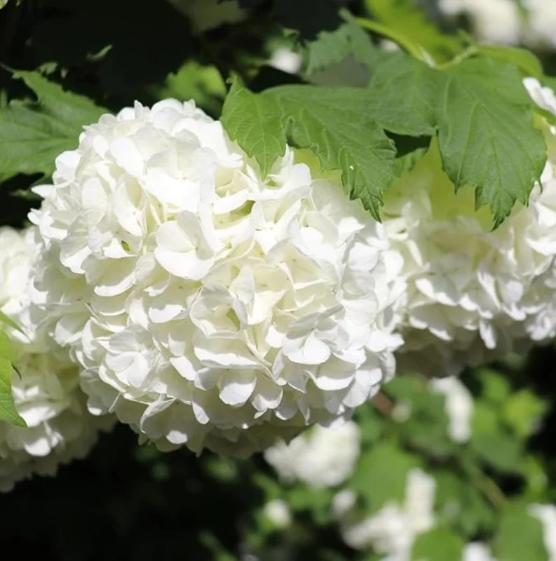 Old Fashion Snowball Viburnum Live Plant – White Blooms – 4 inch Pot – 6-12 inches Tall – Deciduous Shrub - Image 4