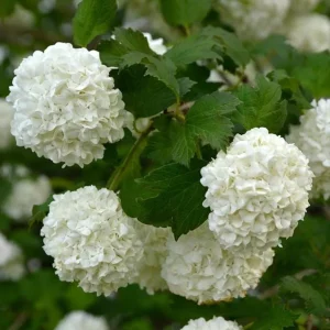 Old Fashion Snowball Viburnum Live Plant – White Blooms – 4 inch Pot – 6-12 inches Tall – Deciduous Shrub - Image 5