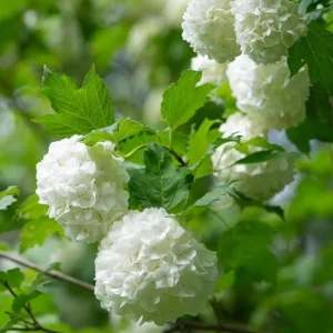 Old Fashion Snowball Viburnum Live Plant – White Blooms – 4 inch Pot – 6-12 inches Tall – Deciduous Shrub - Image 6