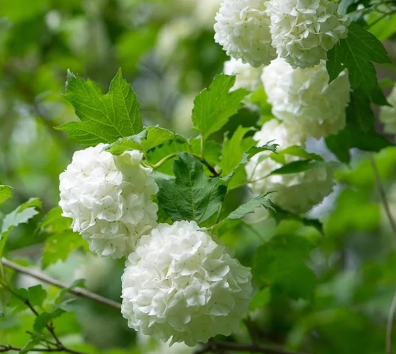 Old Fashion Snowball Viburnum Live Plant – White Blooms – 4 inch Pot – 6-12 inches Tall – Deciduous Shrub - Image 6