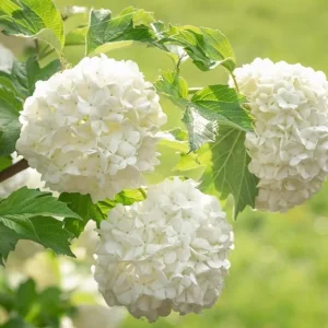 Old Fashion Snowball Viburnum Live Plant – White Blooms – 4 inch Pot – 6-12 inches Tall – Deciduous Shrub - Image 7