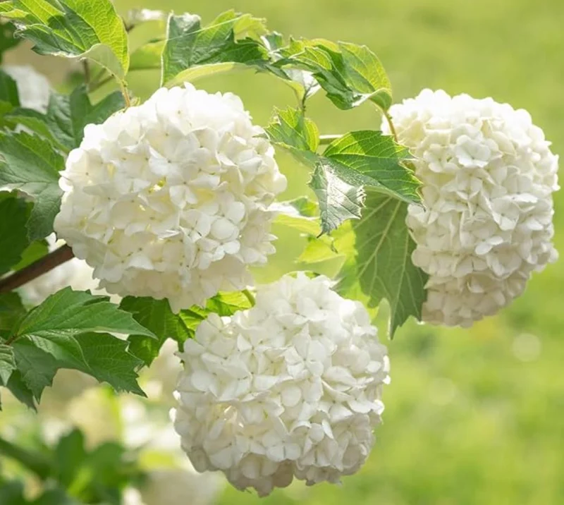 Old Fashion Snowball Viburnum Live Plant – White Blooms – 4 inch Pot – 6-12 inches Tall – Deciduous Shrub - Image 7