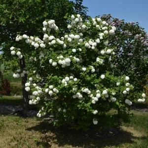 Old Fashion Snowball Viburnum Live Plant – White Blooms – 4 inch Pot – 6-12 inches Tall – Deciduous Shrub - Image 8