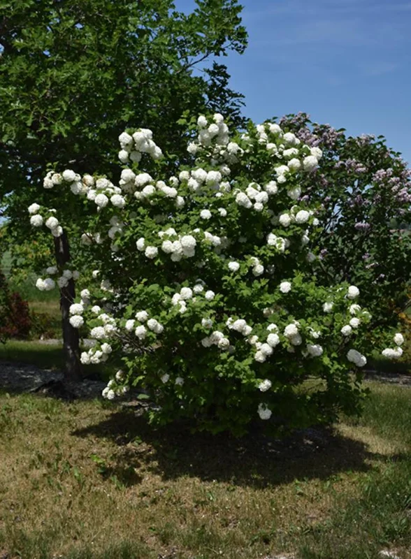 Old Fashion Snowball Viburnum Live Plant – White Blooms – 4 inch Pot – 6-12 inches Tall – Deciduous Shrub - Image 8