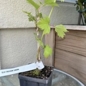Old Fashion Snowball Viburnum Live Plant – White Blooms – 4 inch Pot – 6-12 inches Tall – Deciduous Shrub - Image 9