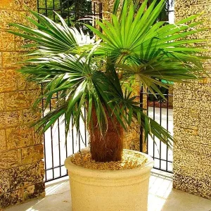 Old Man Palm Live Plant (Coccothrinax Crinita) - 3 Gallon Pot, 12-17 Inches Tall, Indoor/Outdoor - Image 5