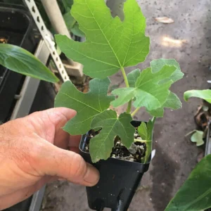 Olympian Fig Tree Live Plant – Cold Hardy Fruit Tree – Sweet Organic Figs – Bare Root - Image 6