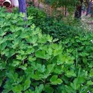 Olympian Fig Tree Live Plant – Cold Hardy Fruit Tree – Sweet Organic Figs – Bare Root - Image 7