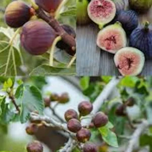 Olympian Fig Tree Live Plant - Cold Hardy, Sweet Purple Fruit, Bare Root, 4-8 ft Mature Height, Zones 6-10 - Image 9