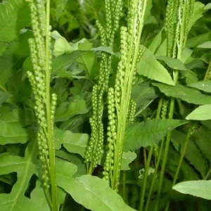 Onoclea Sensibilis Sensitive Fern Bare-Root Live Plant – Up to 4' Tall - Image 2