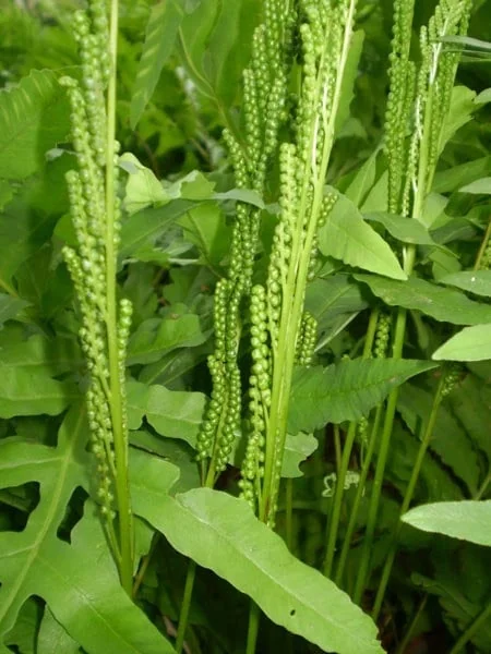 Onoclea Sensibilis Sensitive Fern Bare-Root Live Plant – Up to 4' Tall - Image 2